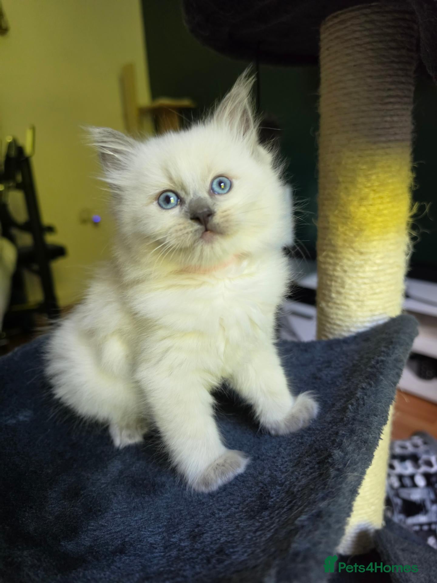 Mixed Breed cats 5 beautiful ragdoll x kittens  - Advert 6