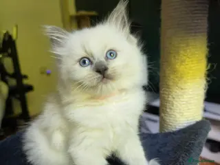 Mixed Breed cats 5 beautiful ragdoll x kittens - Advert 6