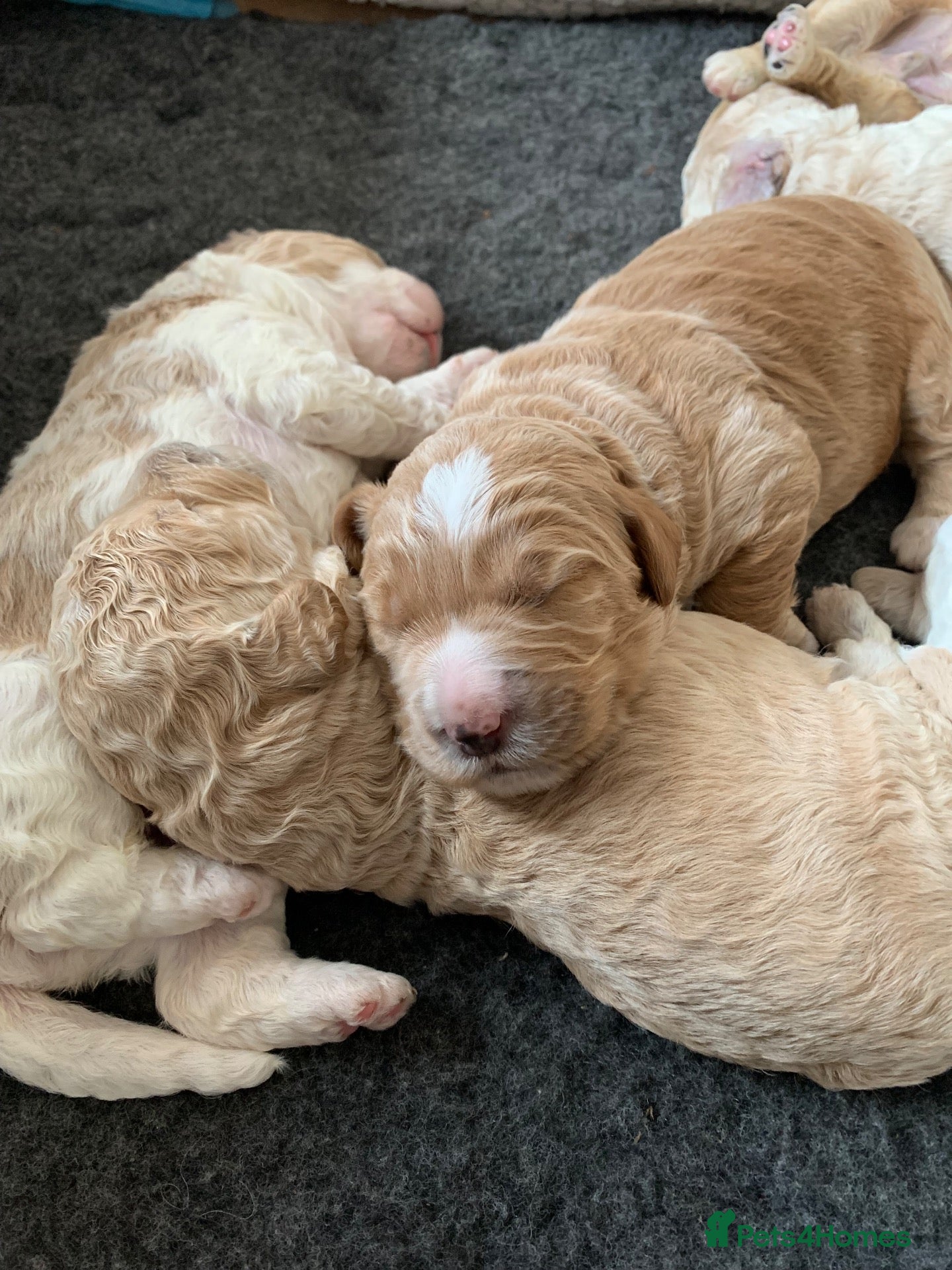 Goldendoodle dogs 🌟Premium Multi-Gen Doodle Puppies – Rare Colours  - Advert 1