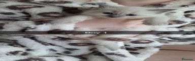 Ragamese Kitten 1