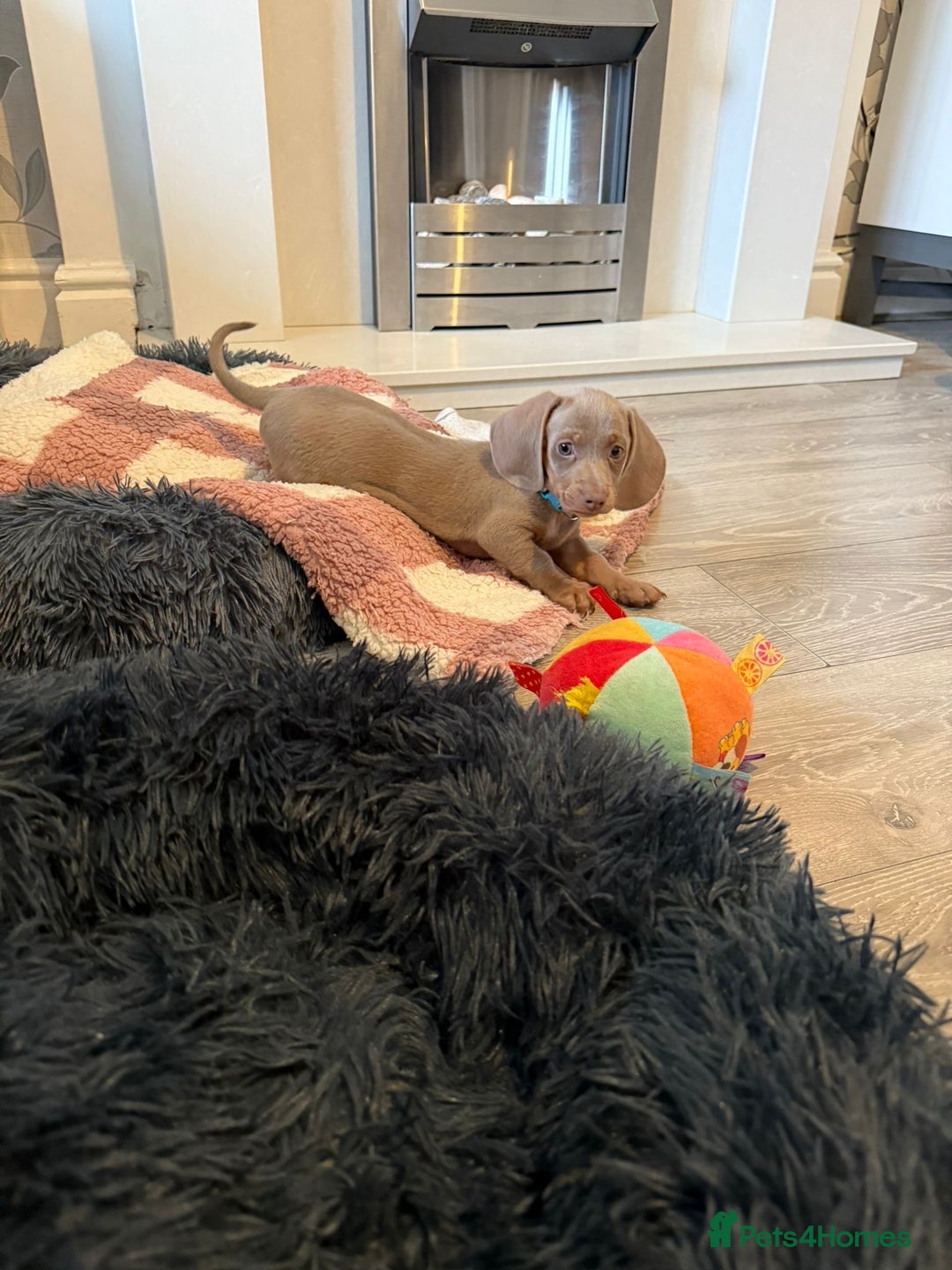 Miniature Dachshund dogs for sale: 8 Week Old Miniature Dachshund Puppies - Image 17