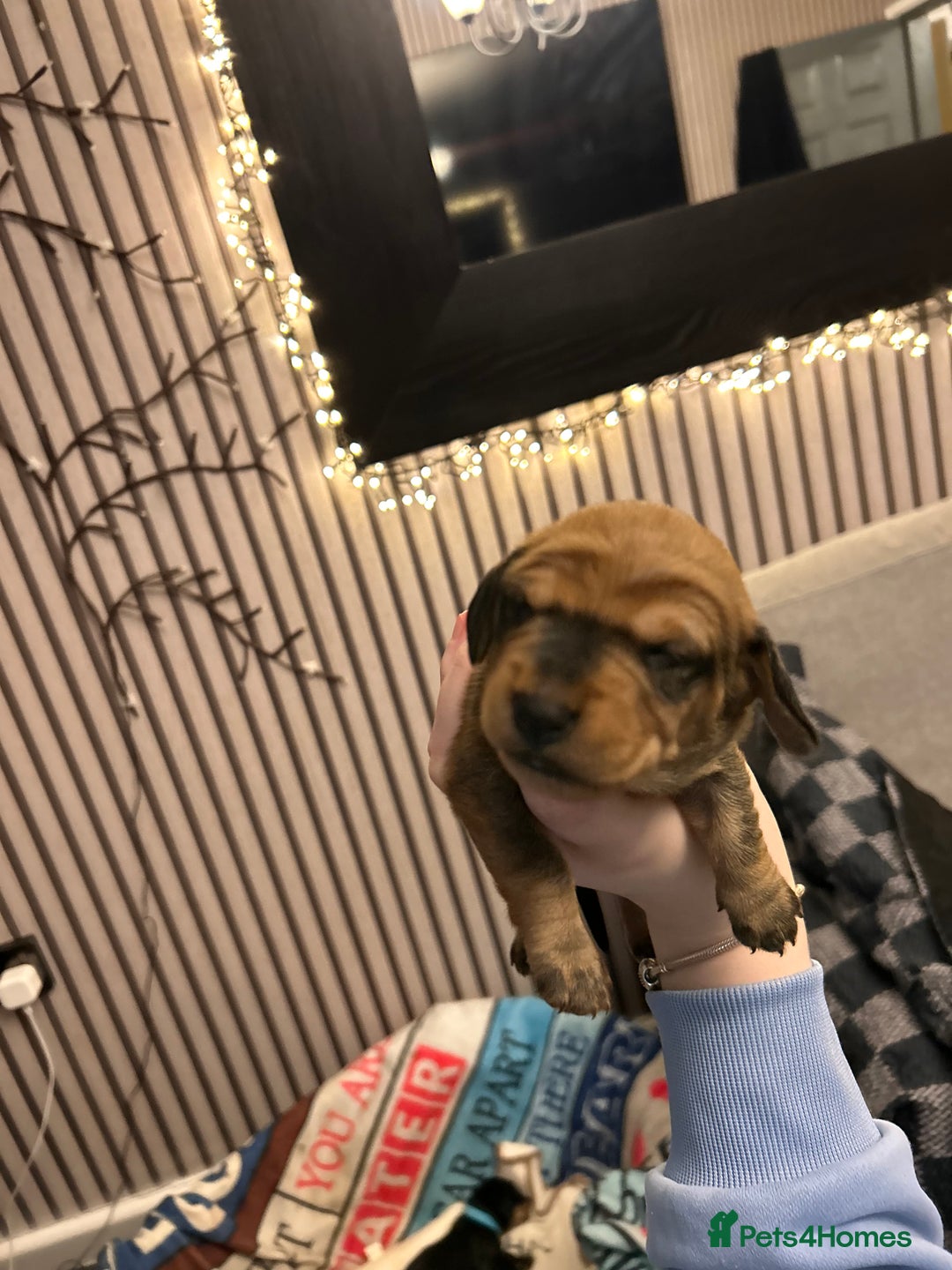 Dachshund dogs for sale: Litter of 8 beautiful dachshund puppies🩵🩷 - Advert 13