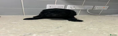 Cockapoo 4