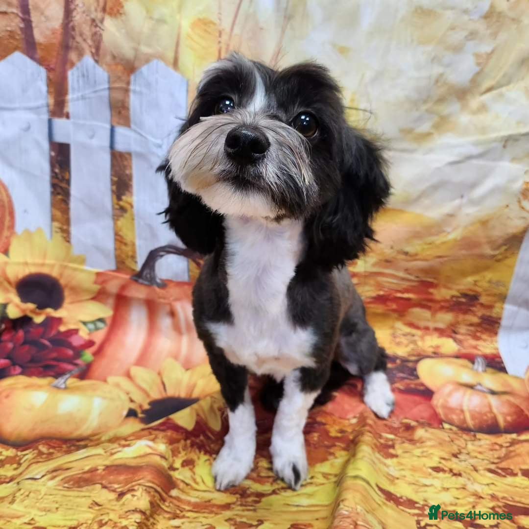 Havanese dogs for sale: Outstanding Purebred Havanese Boys  - Advert 3