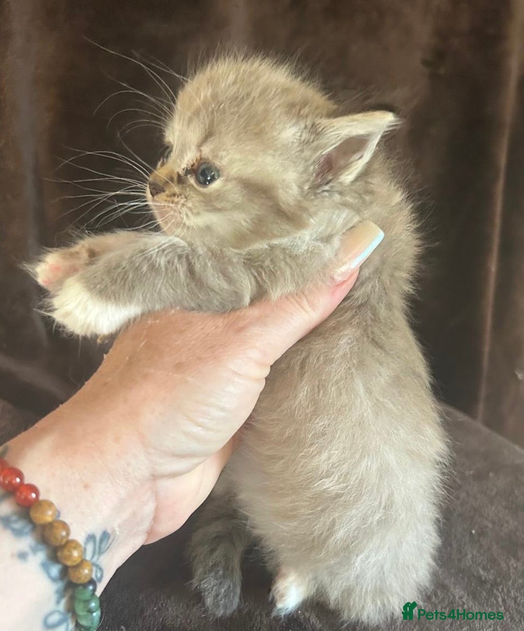 Ragdoll cats for sale: Beautiful ragdoll kittens  - Image 11