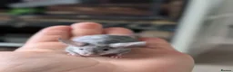 Mouse rodents for sale: Male and female fancy mice  - Advert 4