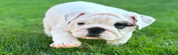 English Bulldog dogs for sale: Beautiful Pure English Bulldogs Raised with Love❤️ - Advert 5