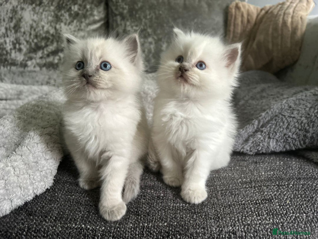 Ragdoll cats for sale: Stunning Ragdoll Kittens - Ready to leave - Image 7