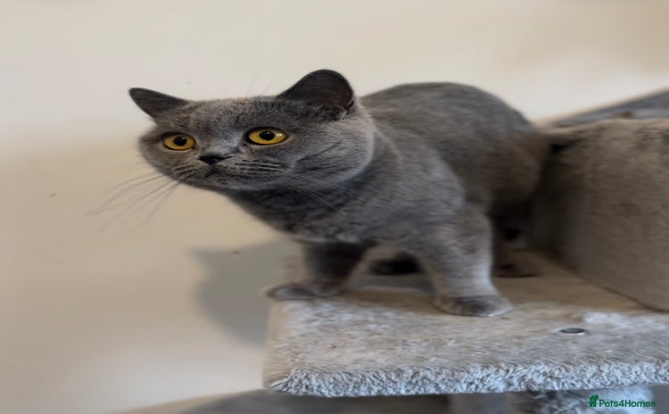 British Shorthair cats - Advert 2