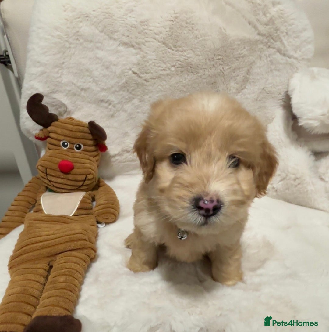 Cockapoo dogs for sale: Golden F1 cockpoo puppies  - Advert 16