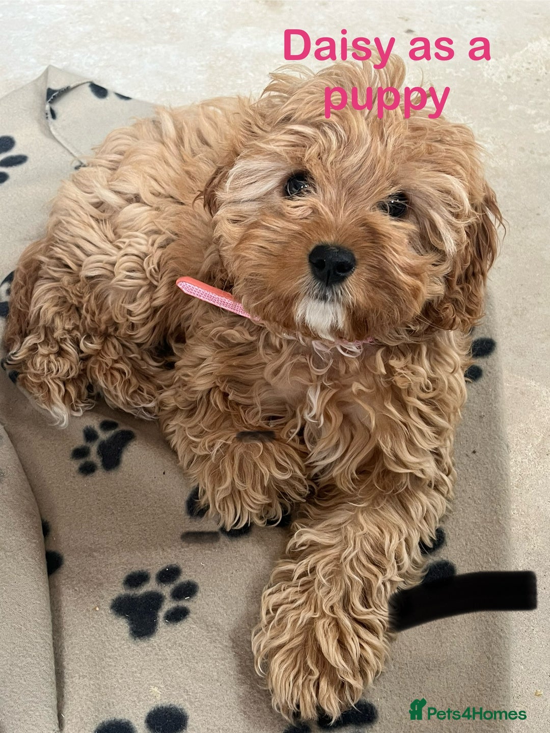 Cavapoo dogs for sale: Gorgeous F1B Cavapoo puppies  - Image 12