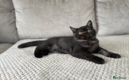 British Shorthair cats for sale: 🔥🖤 RARE BLACK SMOKED MALE BRITISH SHORTHAIR 🔥🖤 - Image 8