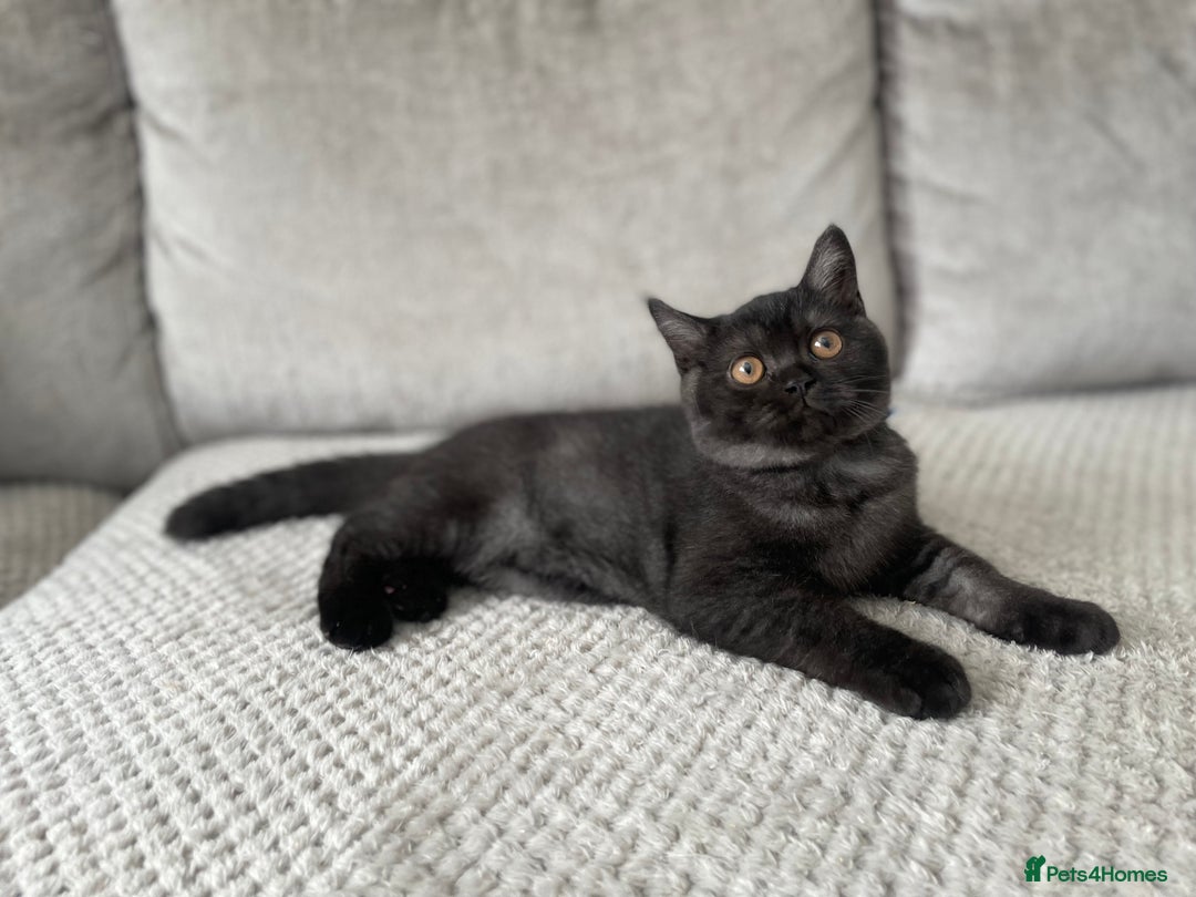 British Shorthair cats for sale: 🔥🖤 RARE BLACK SMOKED MALE BRITISH SHORTHAIR 🔥🖤 - Image 8