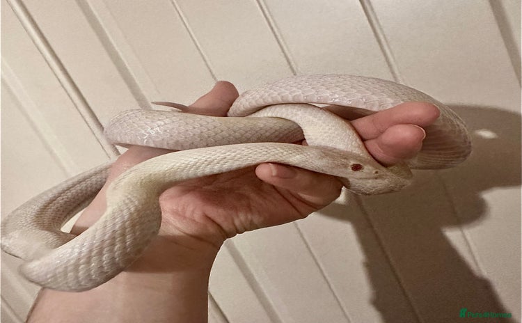 Corn Snake reptiles - Advert 1