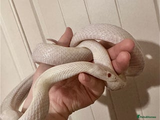Corn Snake reptiles - Advert 2