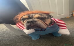 English Bulldog dogs for sale: Merle Bulldog - Image 5