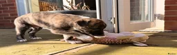 Lurcher dogs for sale: ColliexGreyhoundxwhippet Lurcher Puppies in Gloucester - Advert 10