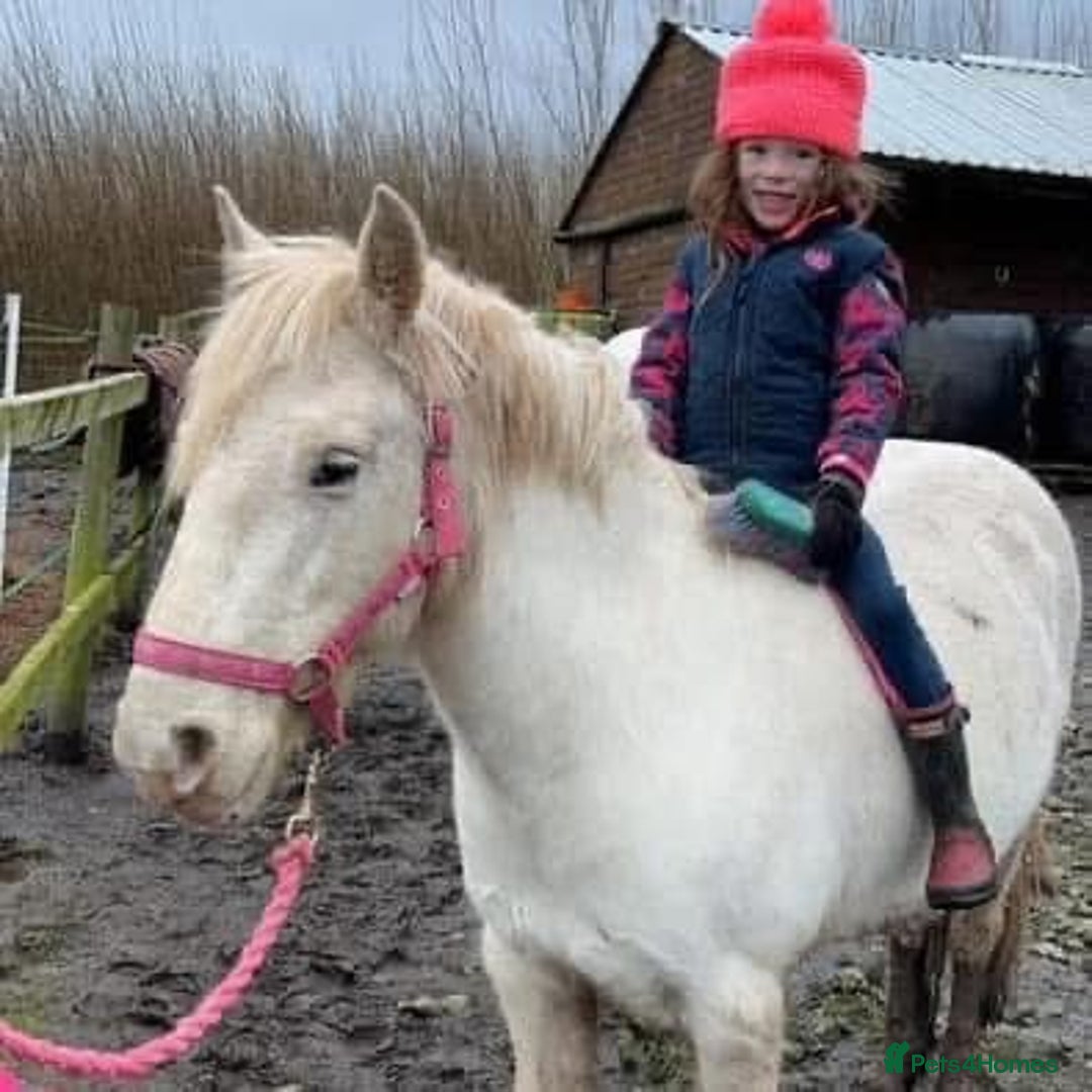 Riding pony horses for sale: For Sale Kids Lead Rein Pony! Safe and Bombproof - Advert 9