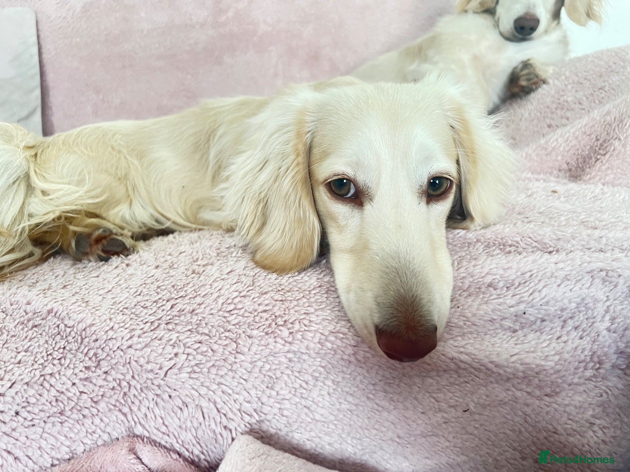 Miniature Dachshund dogs Beautiful KC boy - Advert 1