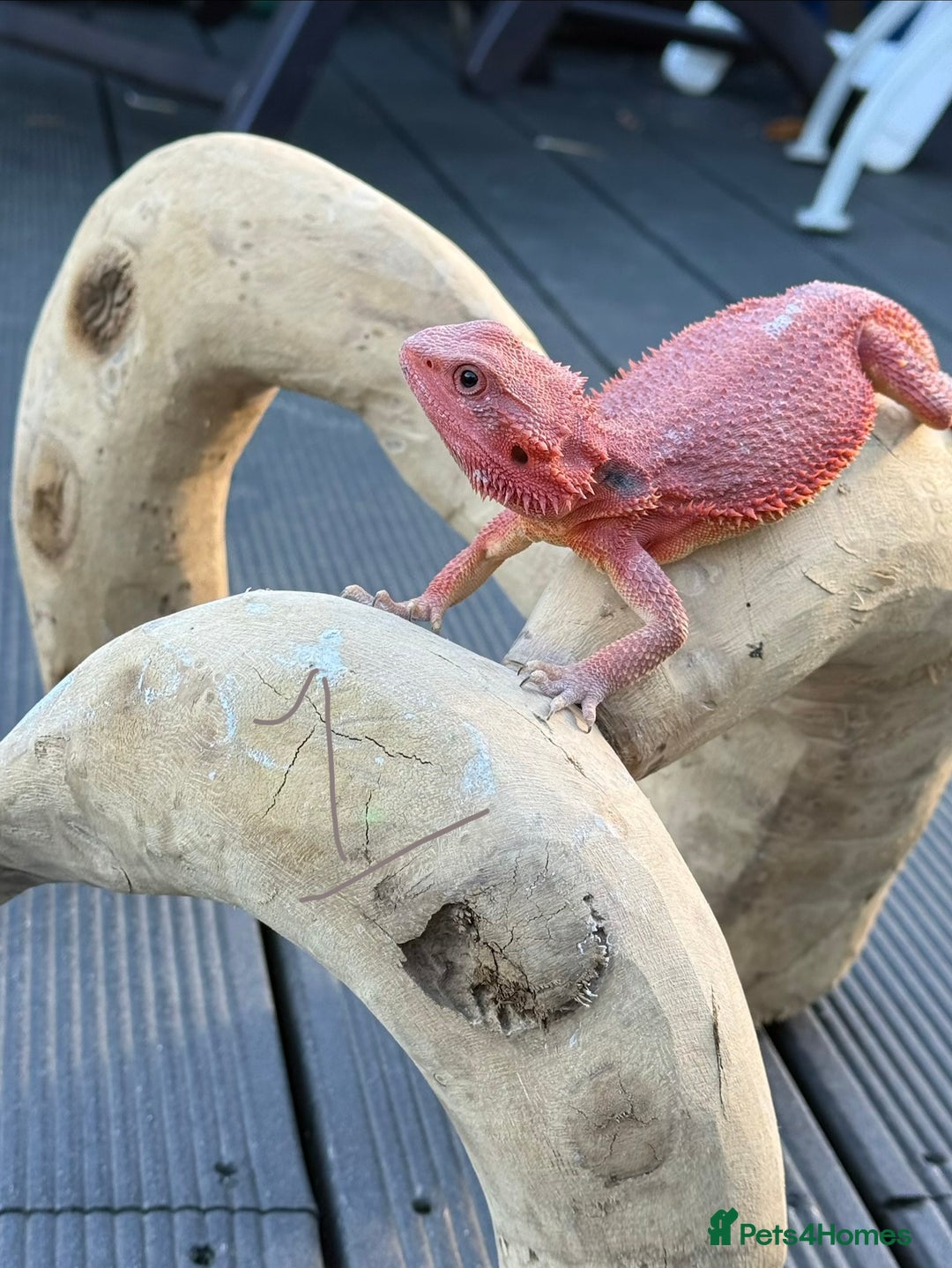 Bearded Dragon reptiles for sale: Bearded Dragon. Red Monster line - Advert 5