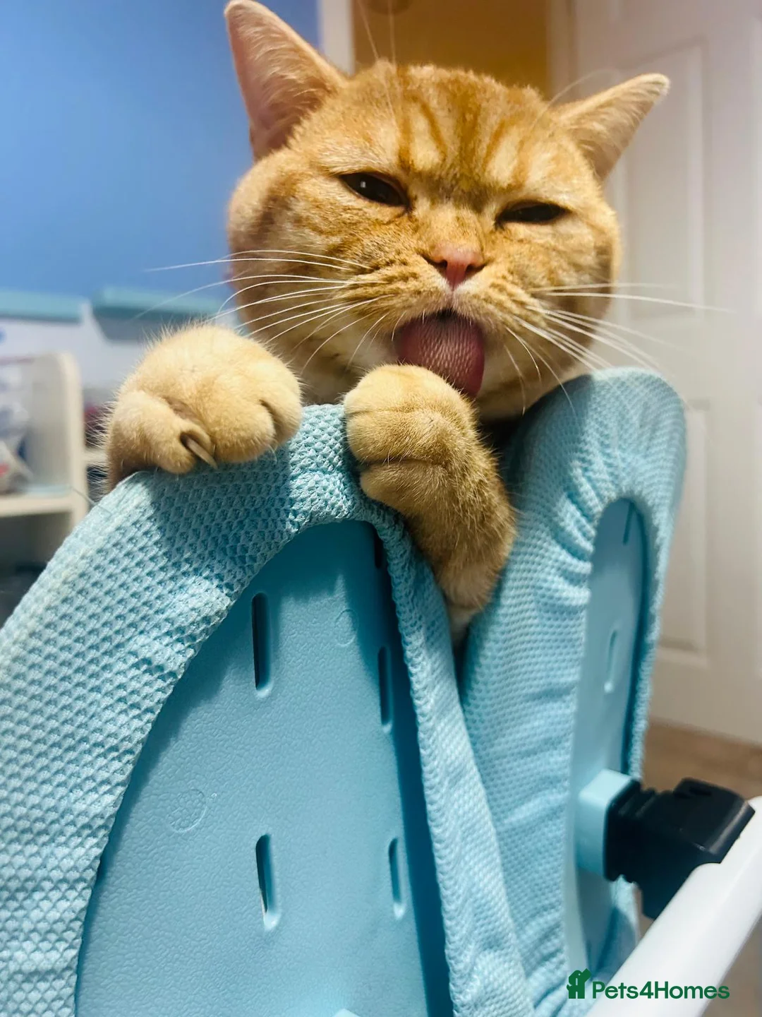 Mixed Breed cats for stud: Stud: 16 m Male British Shorthair x Scottish Fold - Advert 3