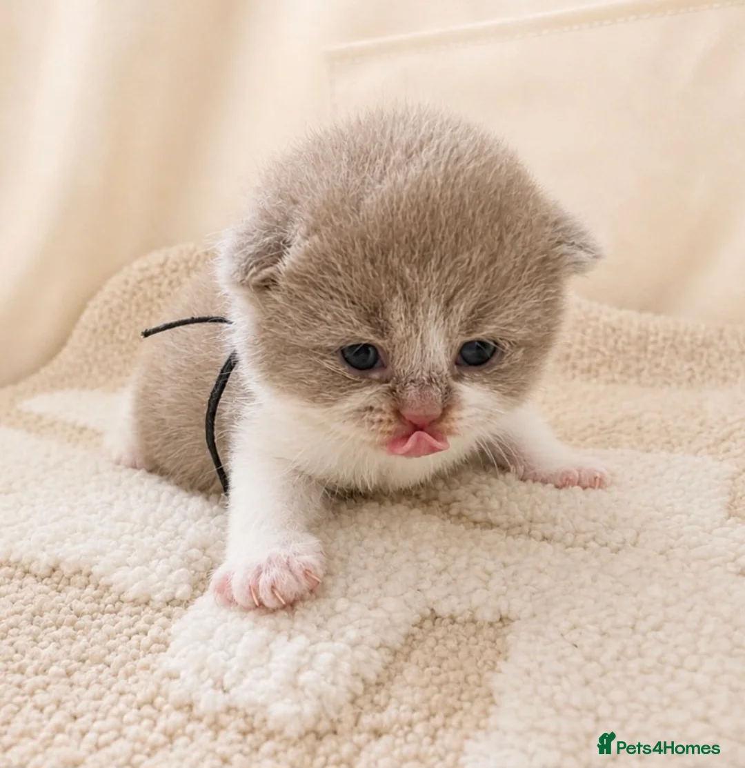 British Shorthair cats for sale: 🌟Last 2 kittens 🌟 Top quality British shorthair  - Advert 2