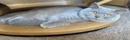 British Shorthair cats for sale: 🌸 BRITISH SHORTHAIR KITTENS 🌸 - Advert 12
