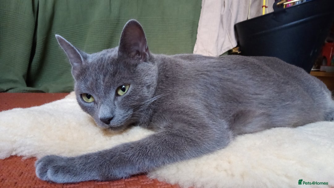 Russian Blue cats for sale: Pure Russian Blue Kittens for sale - 2 Boys 1 Girl - Image 7