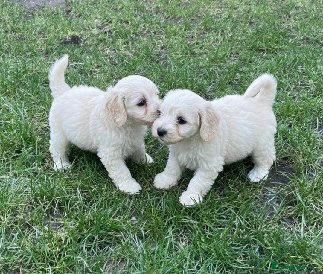 Cavapoo dogs for sale: Cavapoo Puppies - Advert 5