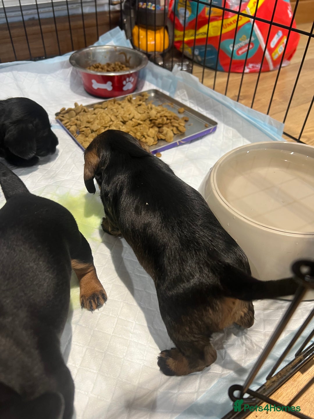 Miniature Dachshund dogs for sale: **Exceptionally well Raised Miniature Dachshunds** - Advert 18