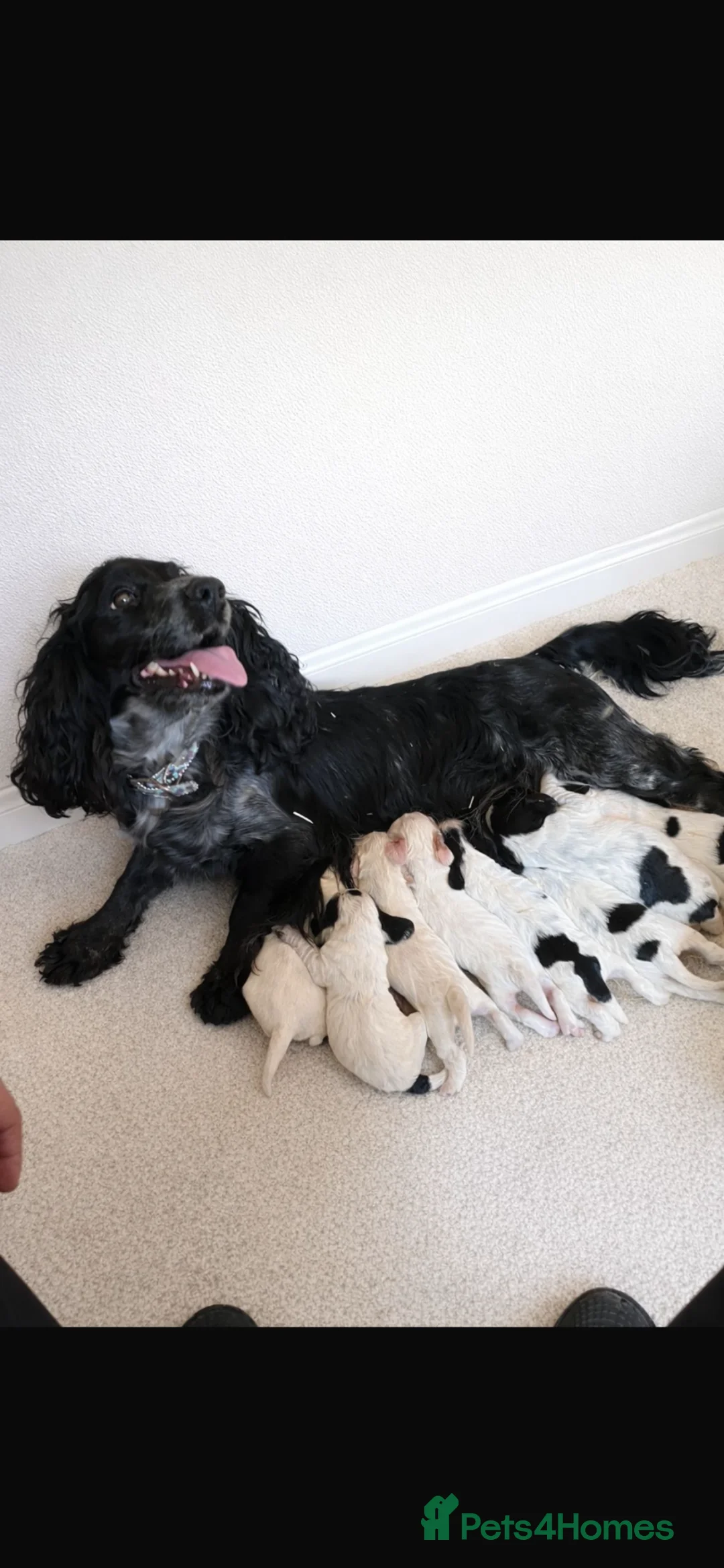 Cocker Spaniel dogs for sale: Show cockers!  - Advert 2