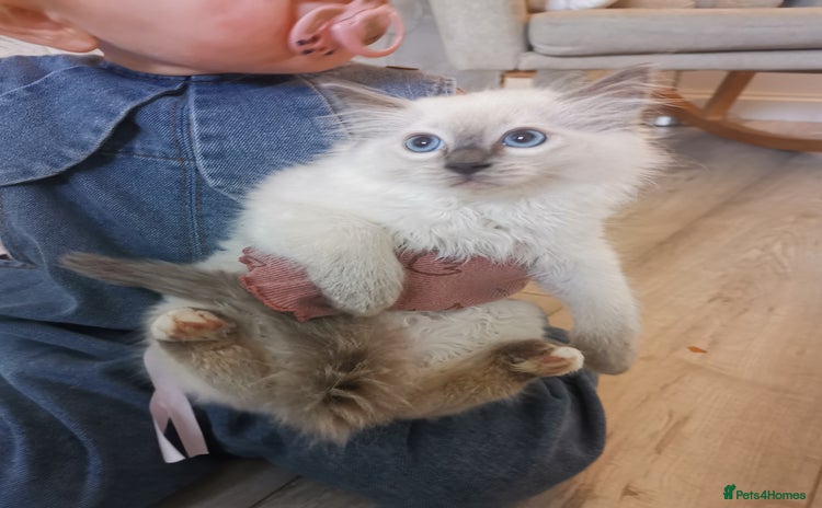 Ragdoll cats - Advert 11