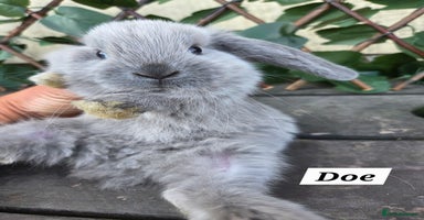 Mini Lop rabbits - Advert 1