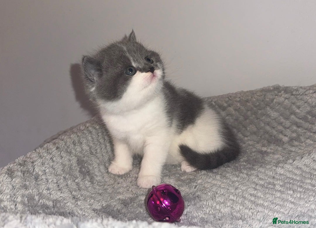 British Shorthair cats for sale: GCCF registered male 🩵  - Advert 9