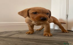 Labrador Retriever dogs for sale: Red Fox Labrador Puppies  - Image 9