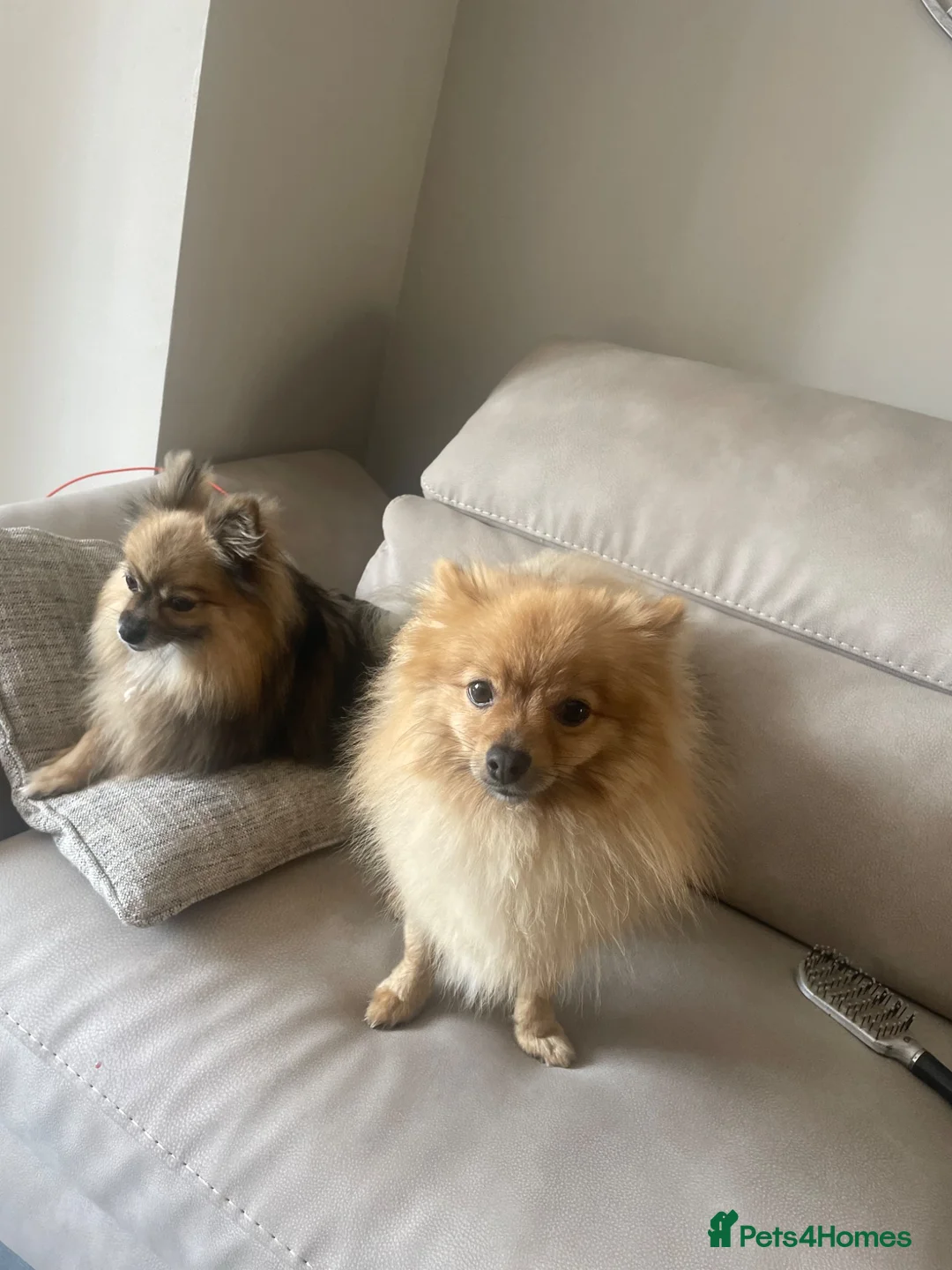 Pomeranian dogs for sale: Meet pumpkin ! - Advert 6