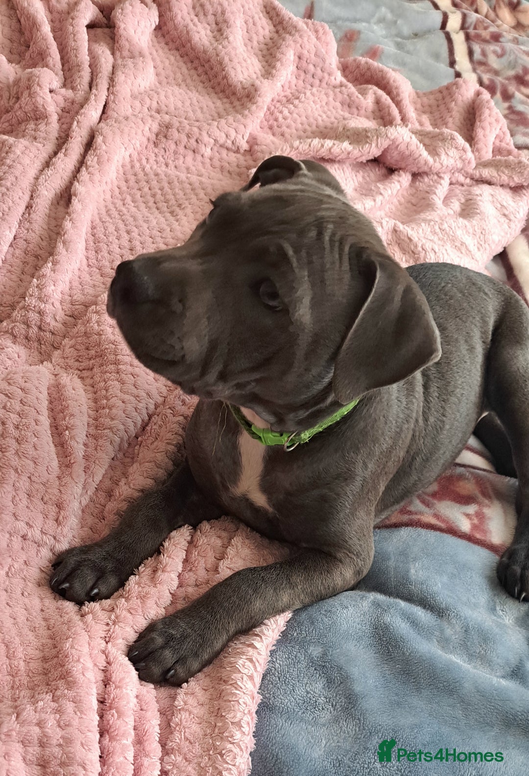 Staffordshire Bull Terrier dogs for sale: KC registration blue staffy , Champion blood line  - Image 7