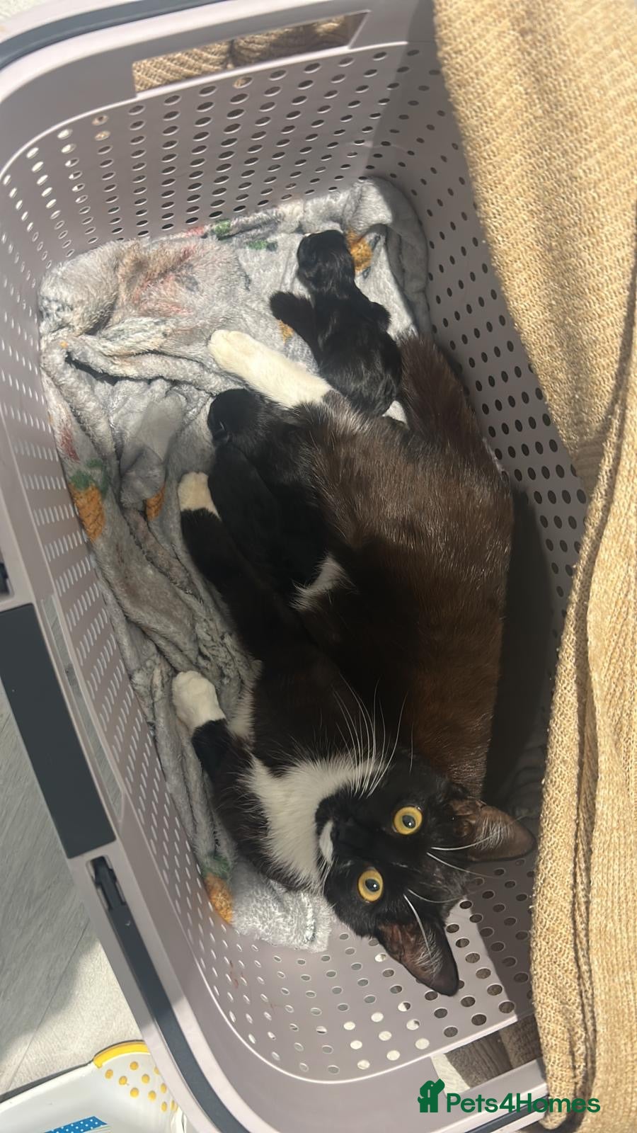 Mixed Breed cats Family kittens for sale  - Advert 2