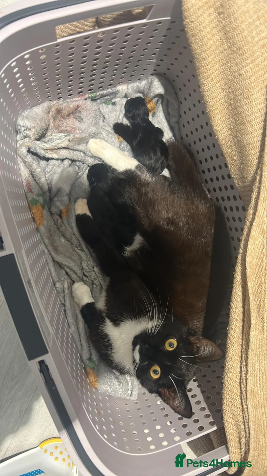 Mixed Breed cats for sale: Family kittens for sale  in Billingshurst - Advert 1
