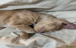 Domestic Shorthair cats for sale: Beige / Cream Marbled Kitten - Image 5