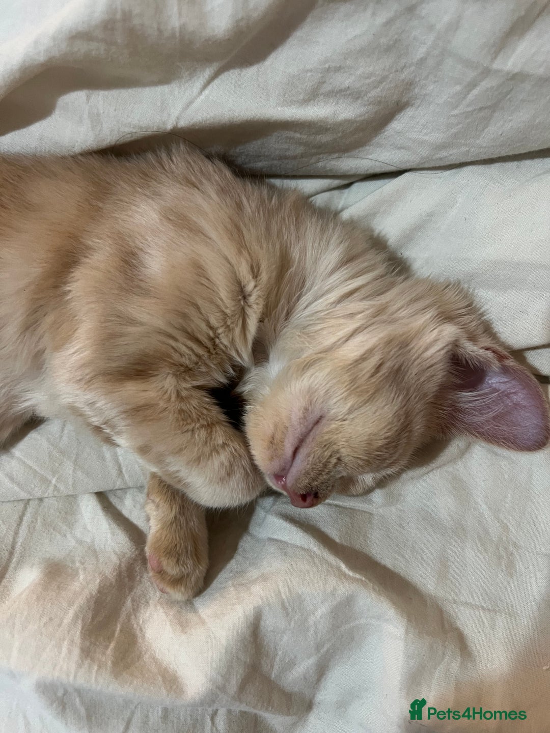 Domestic Shorthair cats for sale: Beige / Cream Marbled Kitten - Image 5