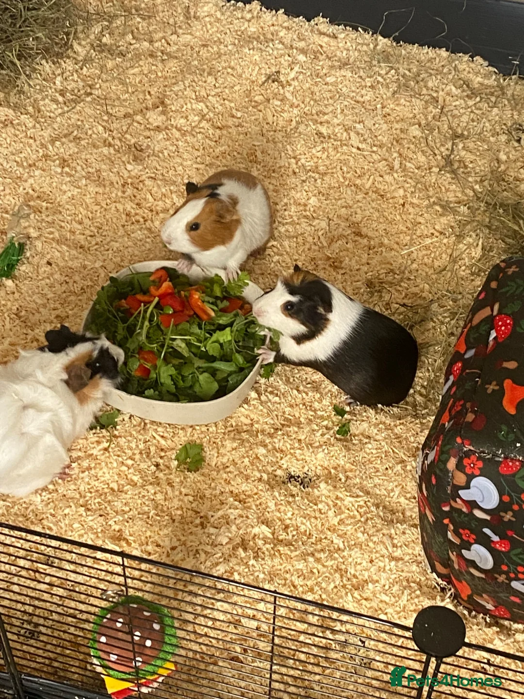 Guinea Pig rodents for sale: 3 MALE GUINEA PIGS  in Manchester - Advert 2