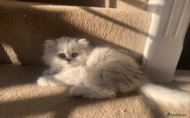 Persian cats - Advert 7