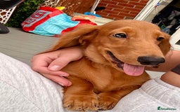 Dachshund dogs for sale: Long haired Dachshund  - Image 4
