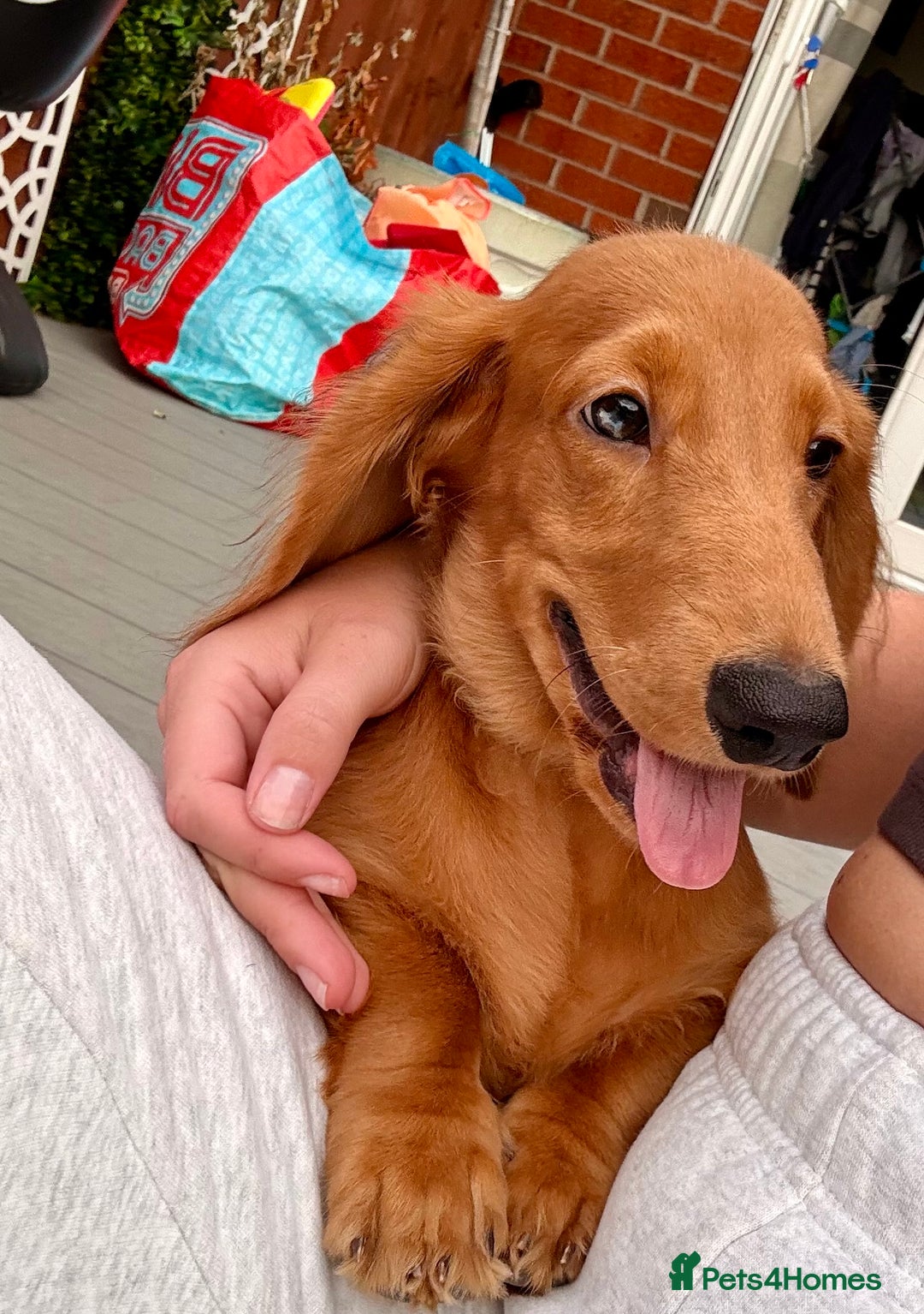 Dachshund dogs for sale: Long haired Dachshund  - Image 4