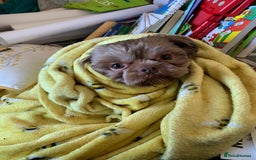 Shih Tzu dogs for sale: Shih tzu retired stud dog  - Image 2