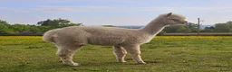 Alpaca livestock for sale: Four super BAS registered females for sale - Advert 9
