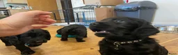 Cocker Spaniel dogs for sale: Cocker Spaniel males - Advert 26
