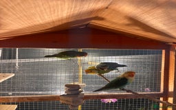 Lovebirds birds for sale: Lovebirds - Image 3