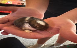 Mixed Breed rabbits for sale: Dwarf lion head/mini lop babies  - Advert 13